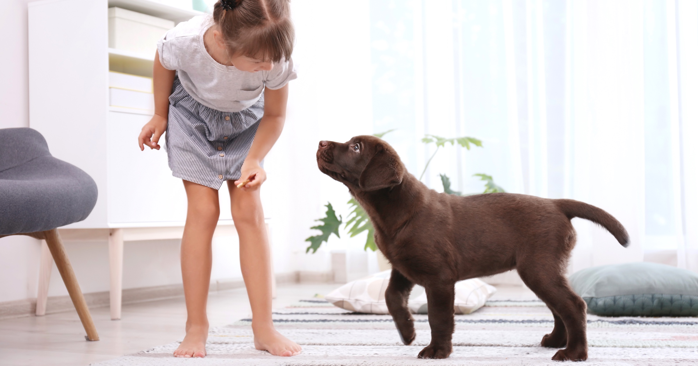 Private Dog Behavior Modification Training San Diego Bella Woof